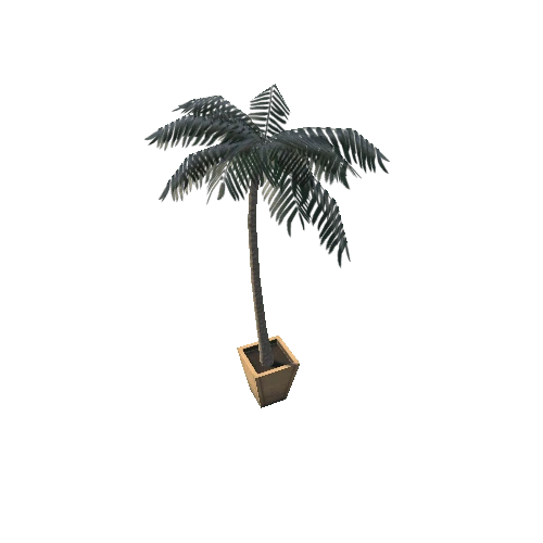 palm tree